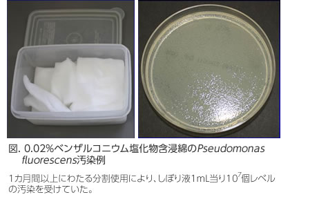 図. 0.02％ベンザルコニウム塩化物含浸綿のPseudomonas fluorescens汚染例